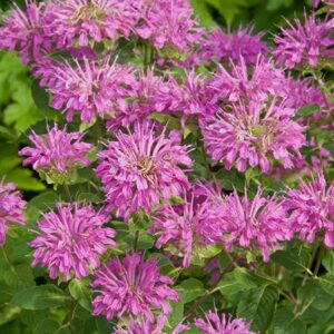 Petite Delight Monarda