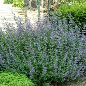 Walkers Low Catmint