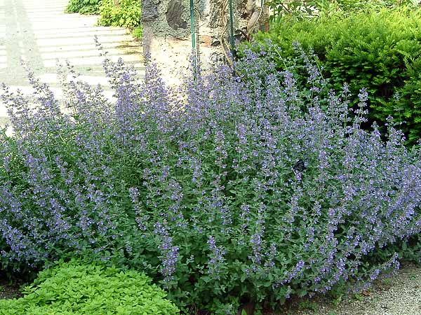 Walkers Low Catmint