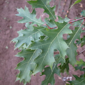 Northern Pin Oak