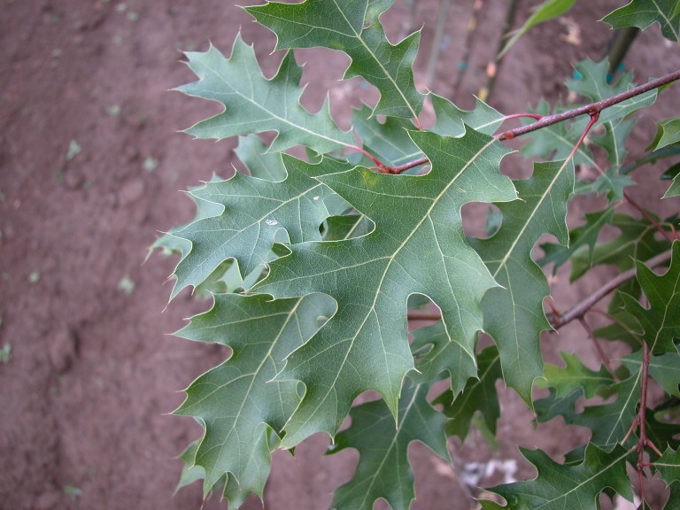 Northern Pin Oak