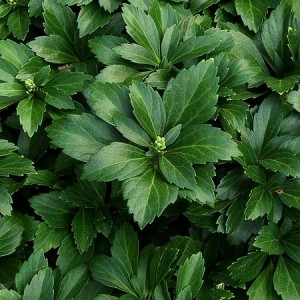 Green Carpet Pachysandra