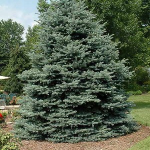 Fat Albert Blue Spruce