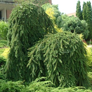 Weeping Norway Spruce