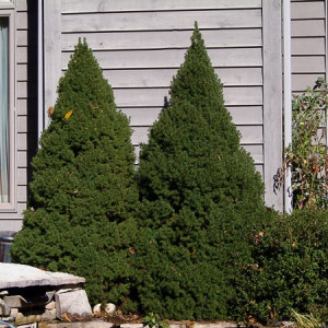 Dwarf Alberta Spruce