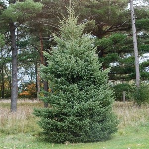 Black Hills Spruce