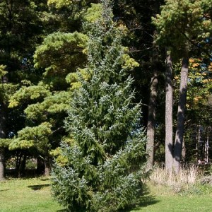 Serbian Spruce