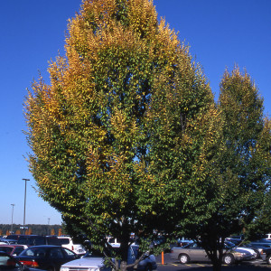 Pyramidal Hornbeam