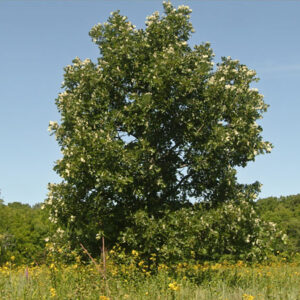 Bur Oak