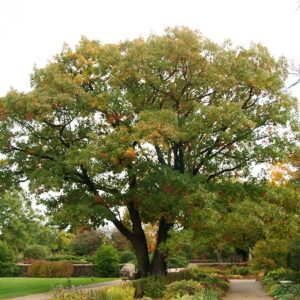 Northern Red Oak