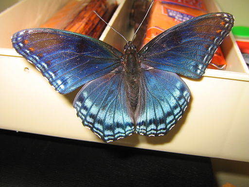 By Virginia State Parks staff (RED-SPOTTED PURPLE 1 Uploaded by AlbertHerring) [CC BY 2.0 (http://creativecommons.org/licenses/by/2.0)], via Wikimedia Commons