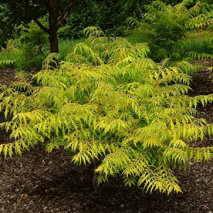 Tiger Eye Sumac