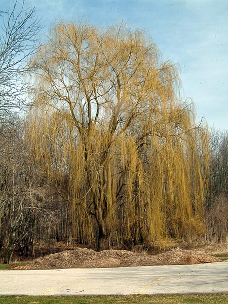 Niobe Golden Weeping Willow