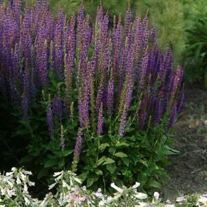 May Night Salvia