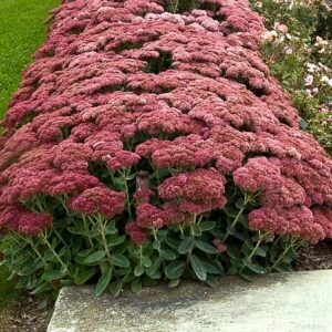 Autumn Joy Sedum