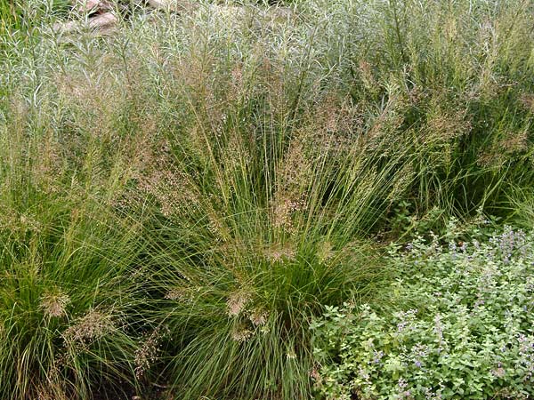 Prairie Dropseed Grass