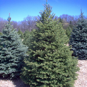 Colorado Spruce