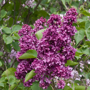 Charles Joly Lilac