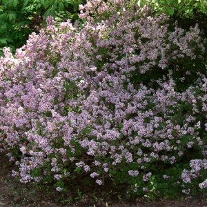 Palabin Lilac