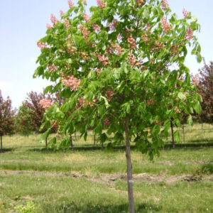 Fort McNair Horsechestnut