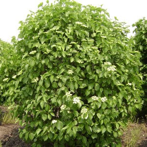 Autumn Jazz Arrowwood Viburnum