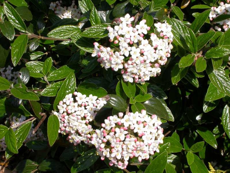 Burkwood Viburnum