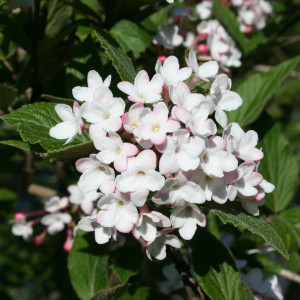 Mohawk Viburnum