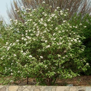 Koreanspice Viburnum