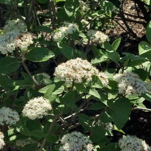 Mohican Viburnum