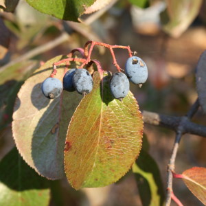 Blackhaw Viburnum