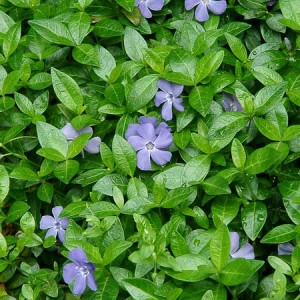 Bowles vinca minor