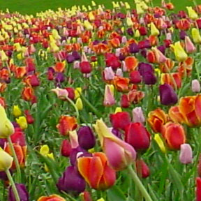 Waterfall Tulips