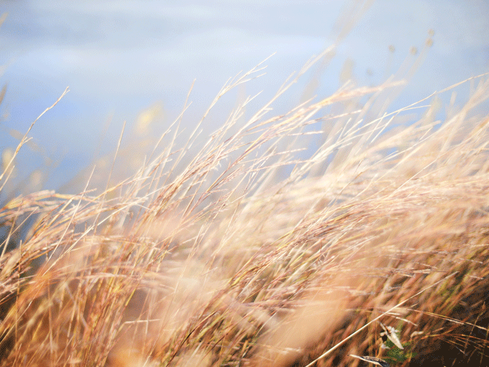 Ornamental Grass