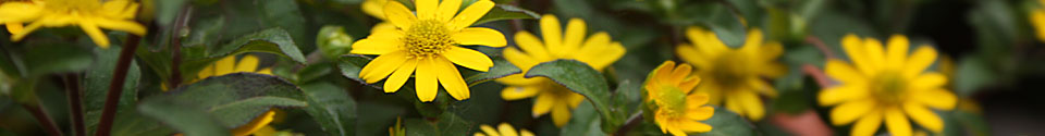 yellow Daisy banner