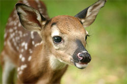 img-deer