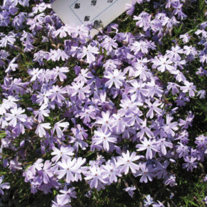 Blue Emerald Creeping Phlox