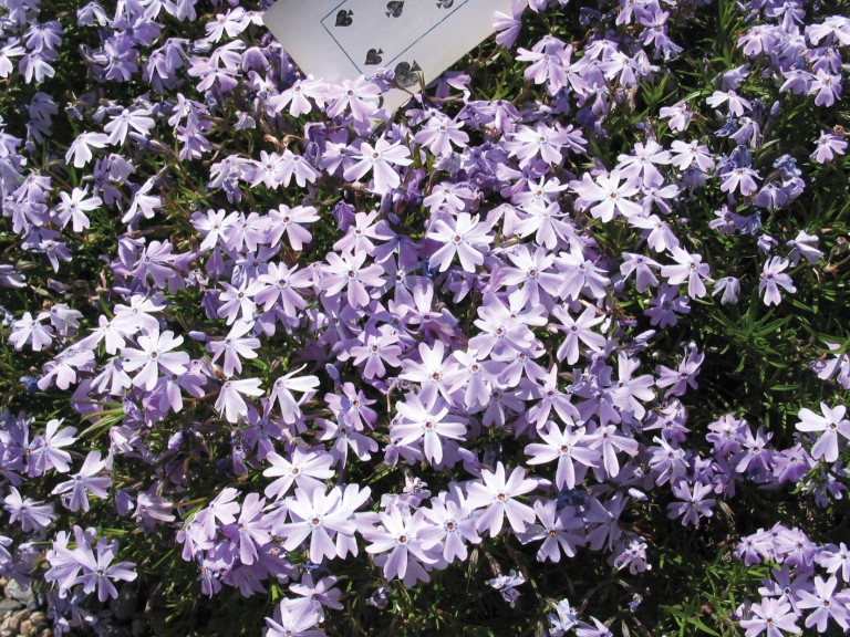 Blue Emerald Creeping Phlox