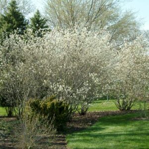 Autumn Brilliance Serviceberry