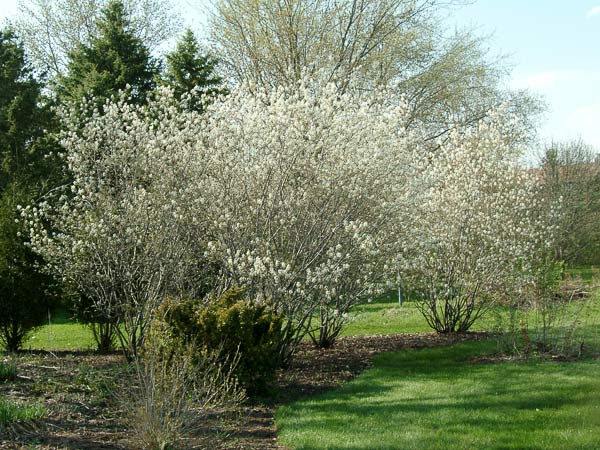 Autumn Brilliance Serviceberry