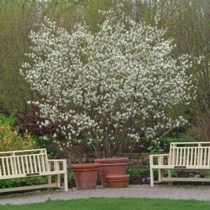 Shadblow Serviceberry