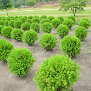 Woodward Globe Arborvitae