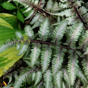 Japanese Painted Fern