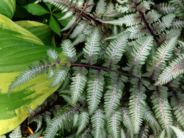 Japanese Painted Fern