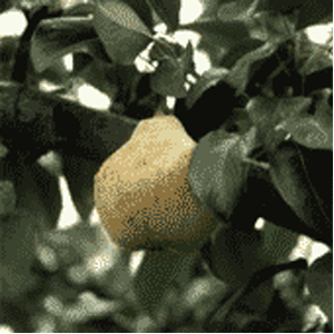 Bartlet Pear