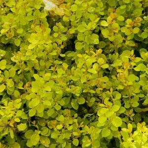 Golden Barberry