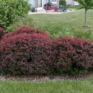 Crimson Pygmy Barberry