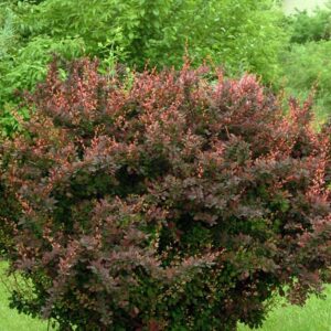 Rosey Glow Barberry