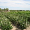 Aronia melanocarpa