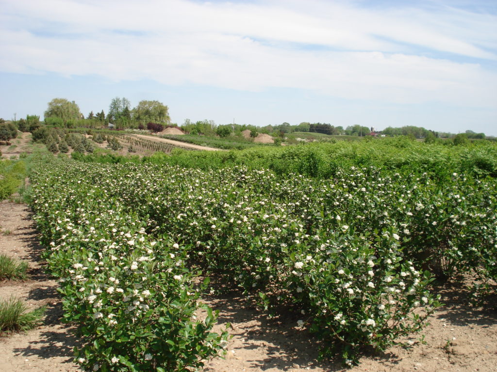 Aronia melanocarpa