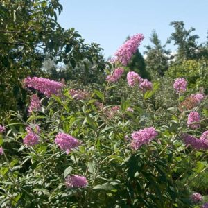 Butterfly Bush